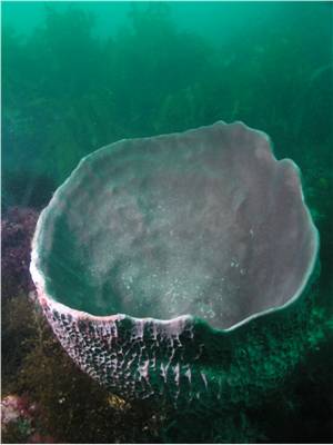 Barrel sponge